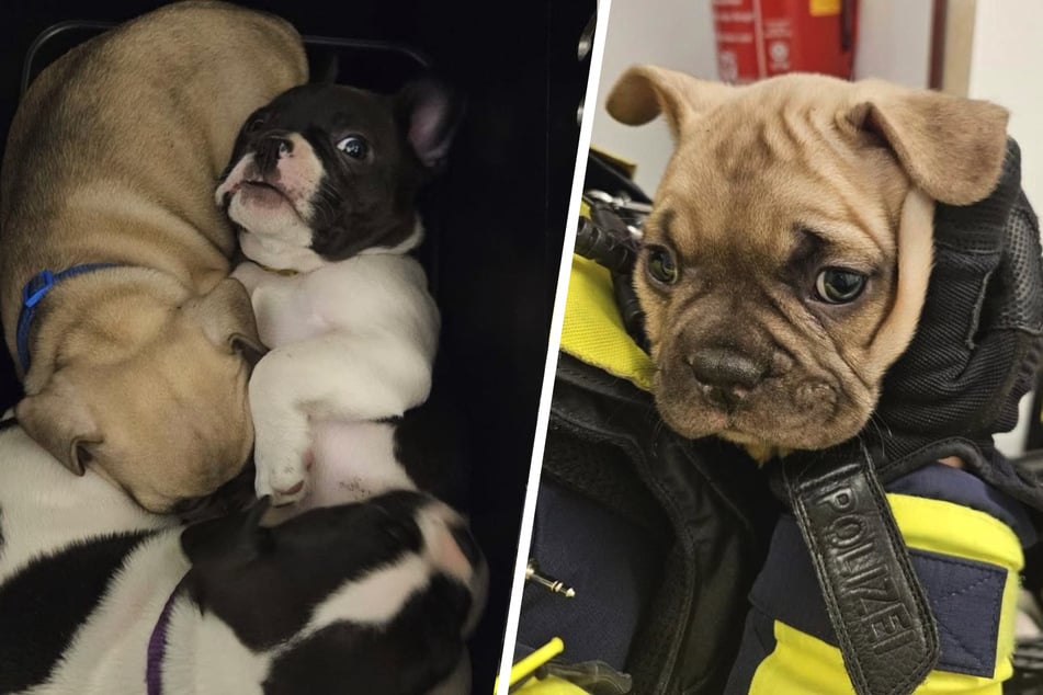 Rescatado de una cría de horror: la policía libera a doce cachorros del sótano