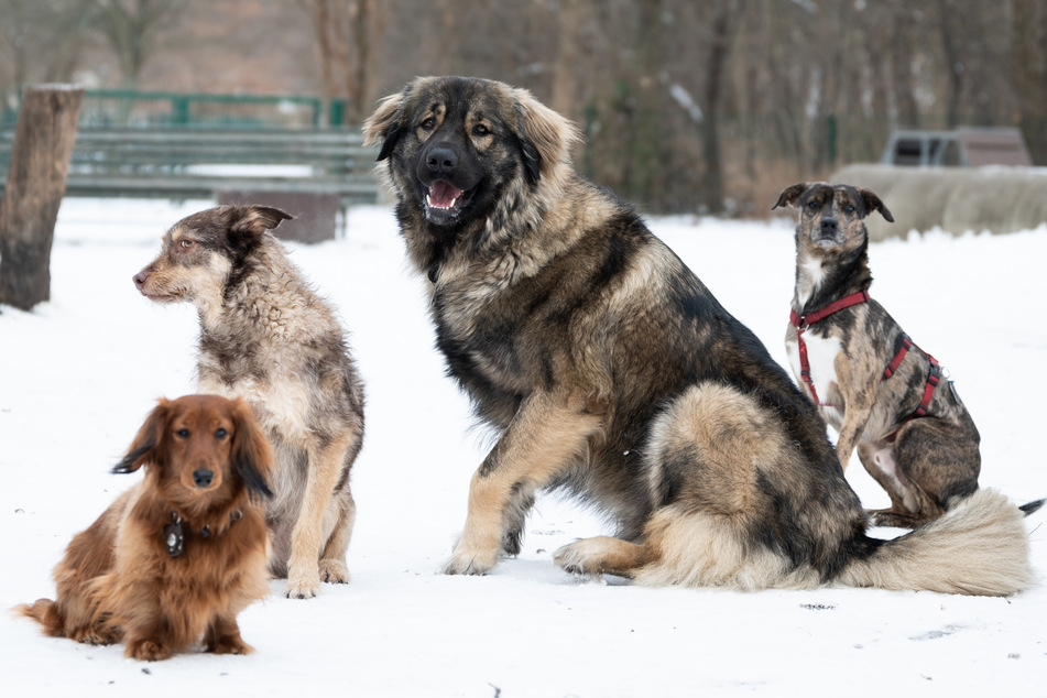 Aufgrund ihrer hohen Lärmempfindlichkeit ist die Silvesternacht für viele Hunde ein Graus.