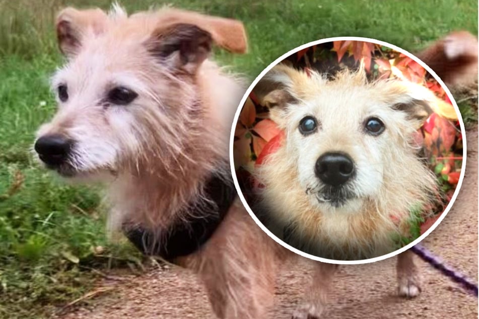 Ilse ist zwar schon älter, aber noch richtig auf Zack!