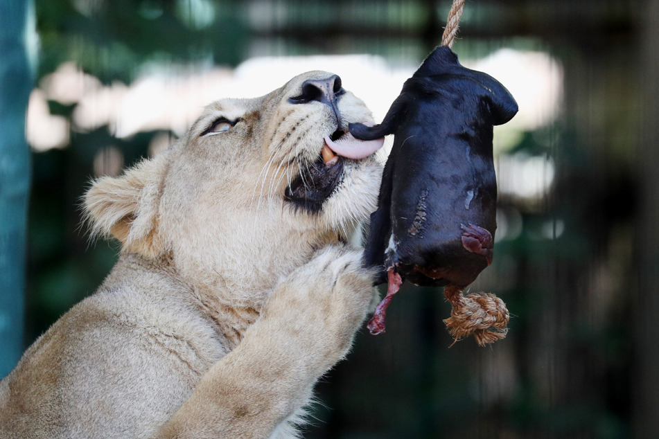Eine Asiatische Löwin schleckt in ihrem Gehege im London Zoo ein Eis aus gefrorener Pferdehaut.