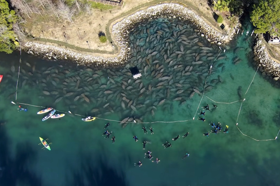 Hunderte Seekühe versammelten sich in "Three Sister Springs". Auch Besucher hatten Über- und Unterwasser ihre Freude an dem Naturschauspiel.