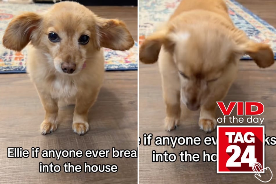 This tiny pup is more likely to melt hearts than scare off intruders!