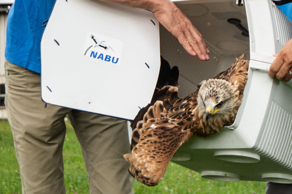 Ein Rotmilan verlässt in der Nähe des Vogelschutzzentrums Mössingen einen Transportkäfig. Die Mitarbeiter haben den Vogel, der geschwächt gefunden wurde, in knapp sechs Wochen aufgepäppelt.