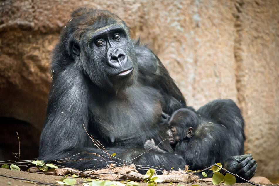 Im Leipziger Zoo gibt es Gorillas zu bewundern.