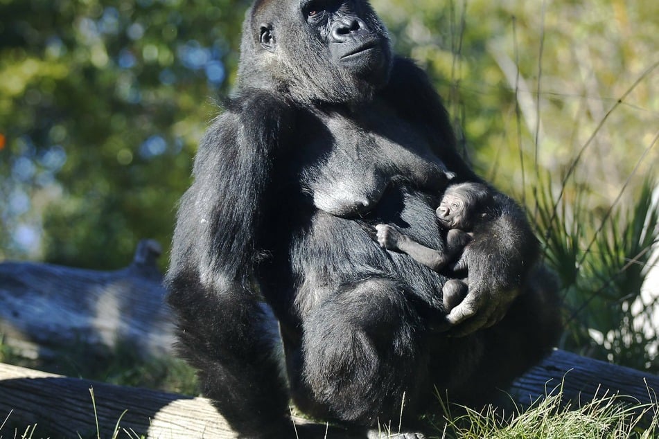 Eight western lowland gorillas at the San Diego Zoo are quarantining together after they contracted the coronavirus (stock image).