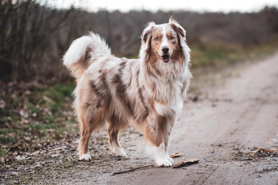 Red Merle dogs often have brownish or reddish coats of fur.