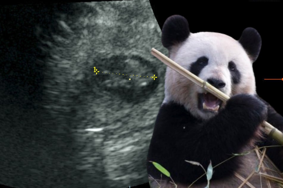 Süße Zoo-News: Panda Meng Meng ist schwanger und das nicht nur mit einem Baby