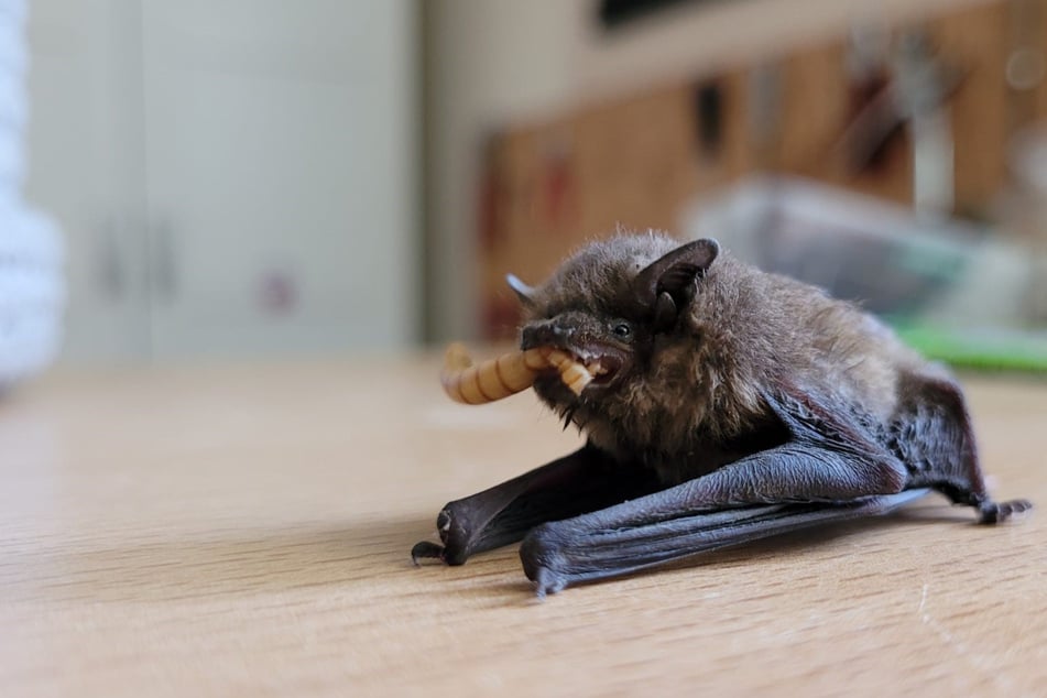 Dresden: Weil sie immer öfter in unsere Wohnungen flattern: Dresdner Rathaus gibt Fledermaus-Tipps