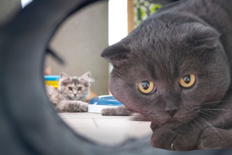 Plötzlich taucht edle Katze auf: Berliner Tierheim findet scheuen Scottish Fold