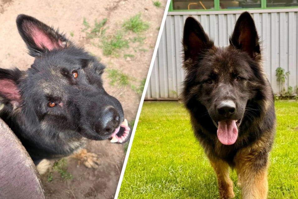 Schäferhund-Mischling Bobby aus dem Hamburger Tierheim ist auf der Suche nach einem Zuhause.