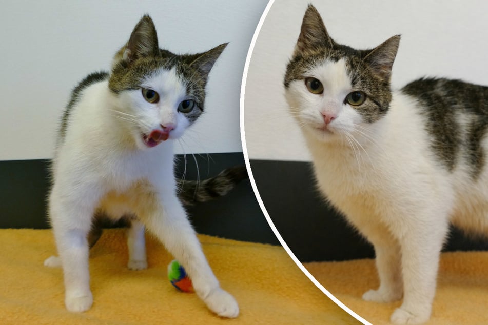 Katze Bella Donna hofft auf verständnisvolle Menschen.