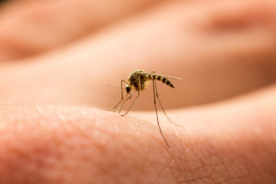 Wissenschaftler fanden auch heraus, dass die Mücken eher von verschwitzter Kleidung als direkt vom verschwitzten Menschen angelockt werden. (Symbolbild)