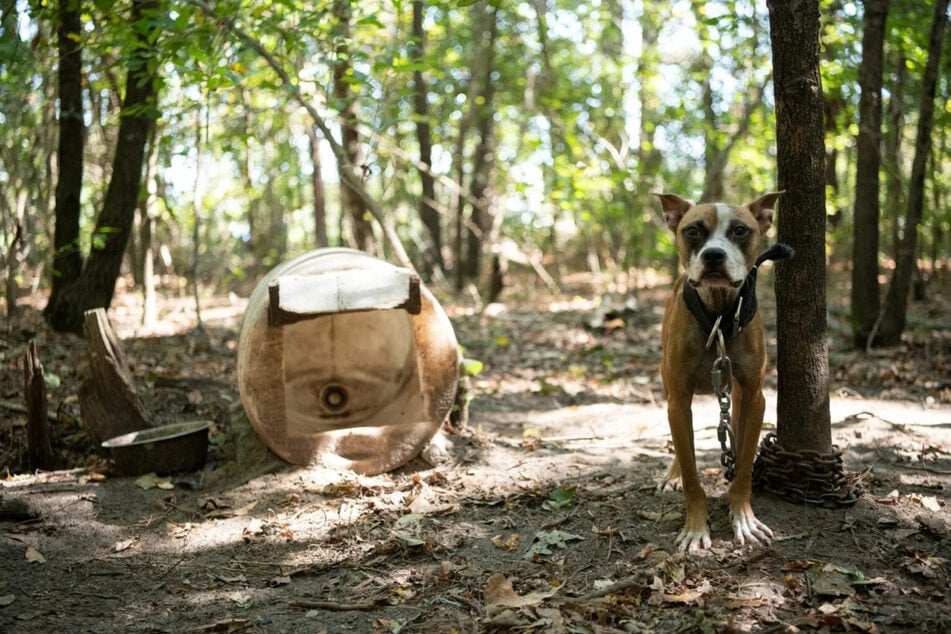 Ohne Wasser und Futter wurden die Hunde auf dem Gelände und in dem dazugehörigen Waldstück an kurze schwere Leinen gekettet.