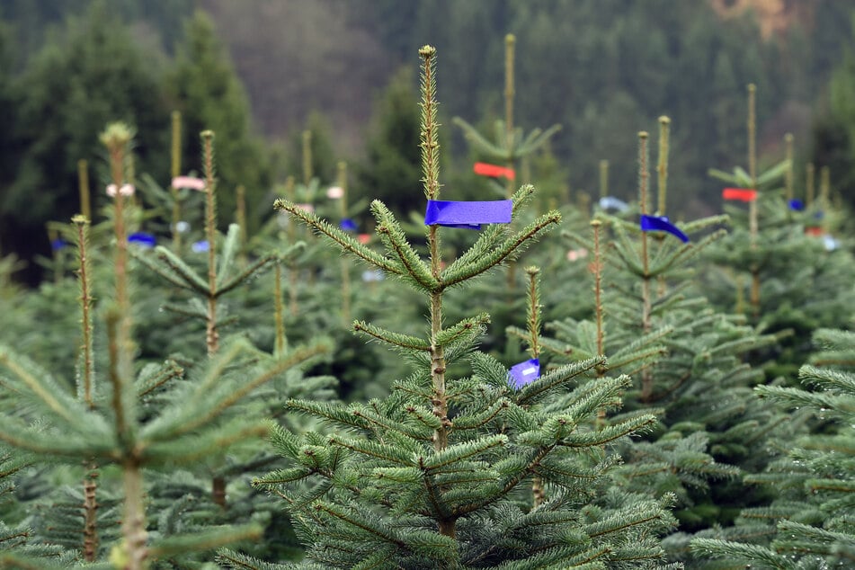 In Brandenburg werden überwiegend Nordmanntannen verkauft.