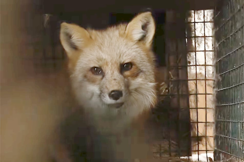 Wenn die Tiere ihr dickes Winterfell erreicht haben, wird ihnen dieses abgezogen und in einer Gerbereien verarbeitet.