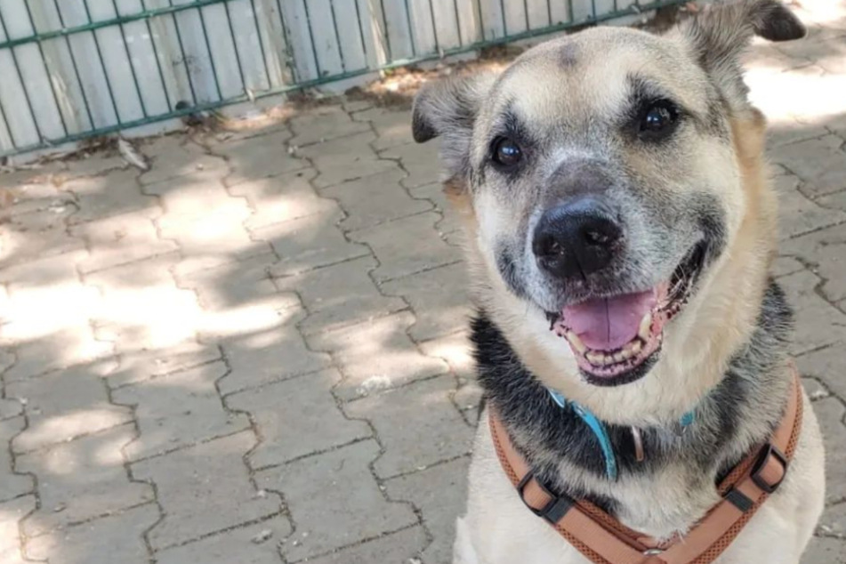 Hunde-Opa kommt mit blutigen Wunden ins Tierheim: Wenig später erkennt man ihn kaum wieder