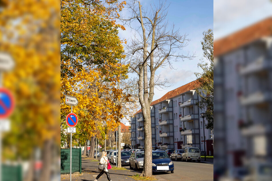 An vielen Stellen in der Stadt stehen solche abgestorbenen Bäume.