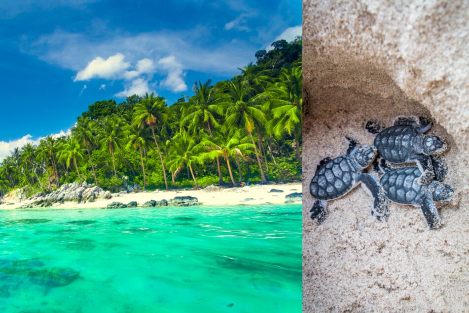 The beaches of Ko Samui are considered an ideal nesting place for sea turtles.