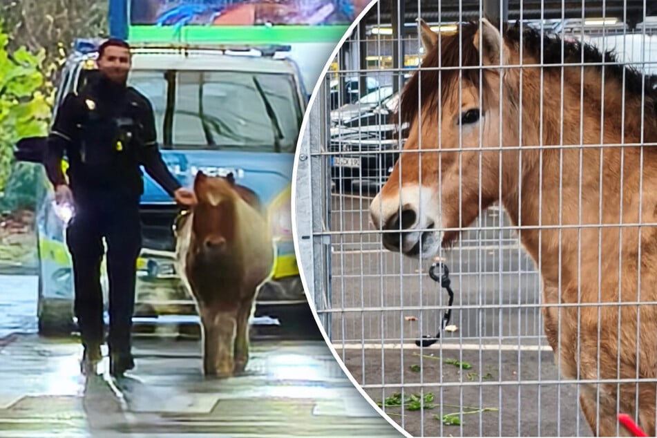 Die Polizei brachte die Ponys und die Pferde nach Straßenabenteuer wieder in Sicherheit.