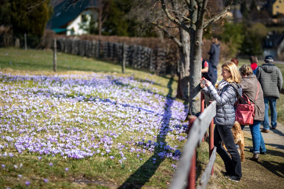 Die Krokuswiesen in Drebach stehen in voller Blüte, doch die Gemeinde warnt vor einem Massen-Besuch.