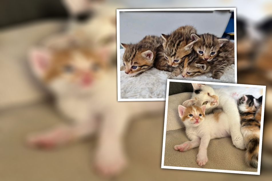 Klein, flauschig und zuckersüß: Leipzigs Kätzchen brauchen dringend Unterstützung