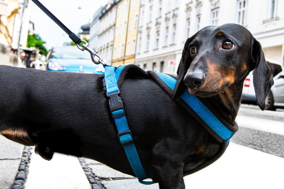 München: Hund entgeht schrecklichem Tod in Aufzug knapp, weil zwei Menschen alles richtig machen