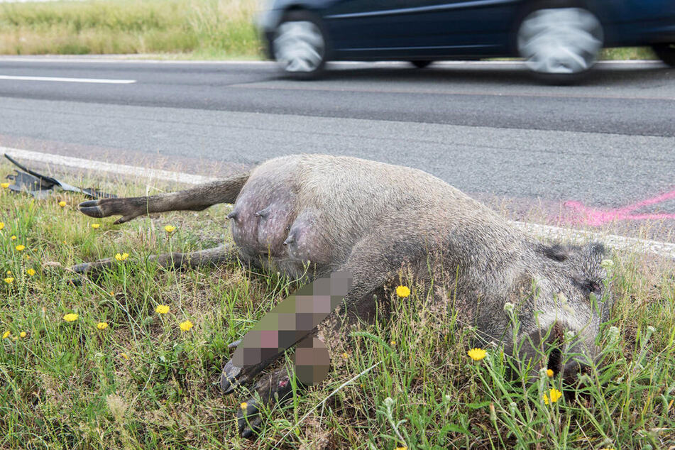 Sachsen: Wildschwein stoppt Kippenschmuggler und stirbt