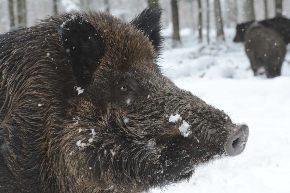 Wildschweine stehen in einem Wildgehege im Schnee.