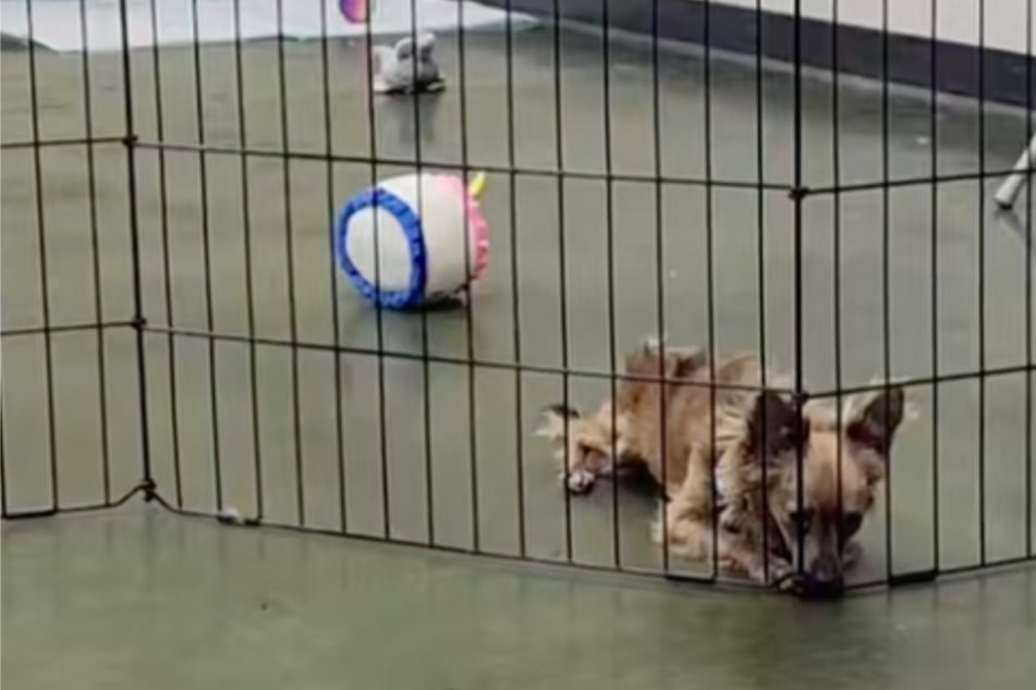 Perro se sienta solo una y otra vez después de eventos de adopción: la razón rompe el corazón a los cuidadores
