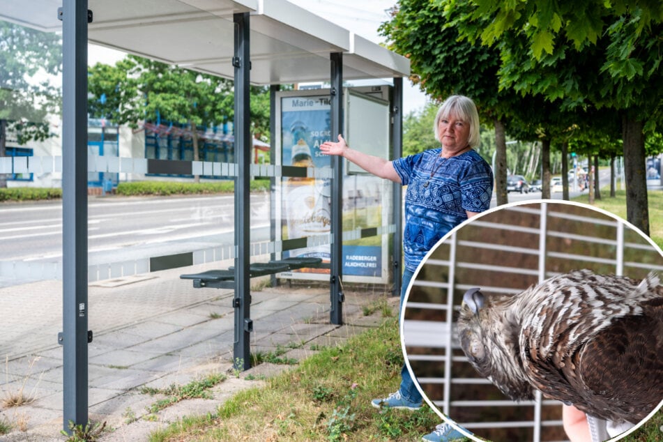 Chemnitz: Weil sie das Glas nicht sehen: Auch an CVAG-Unterständen wartet auf Vögel oft der Tod