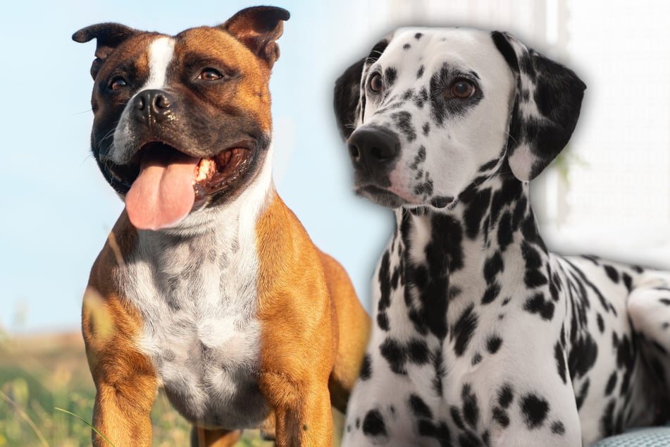 Staffordshire Bullterrier und Dalmatiner paaren sich ungeplant: So sieht der Welpe aus