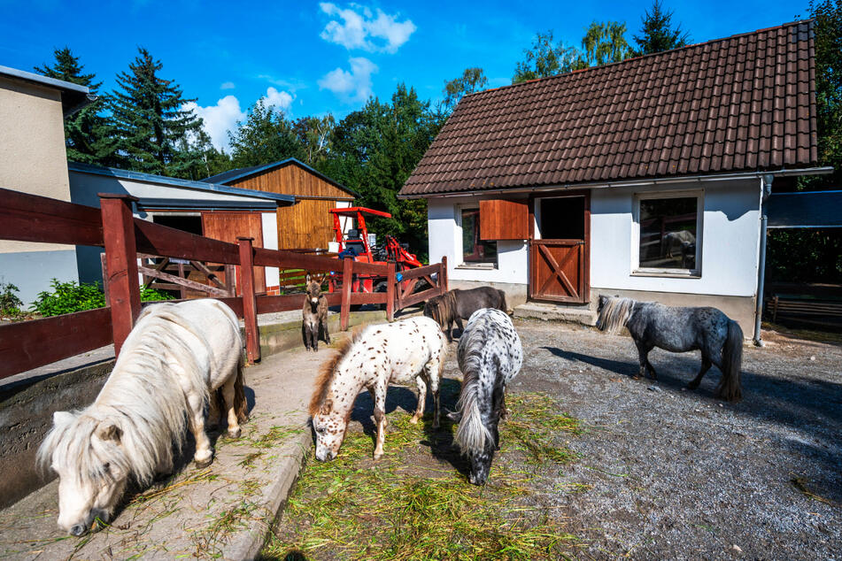 Diese Ponys wohnen neben vielen anderen Tieren im Zoo der Minis in Aue und freuen sich auf Euren Besuch.