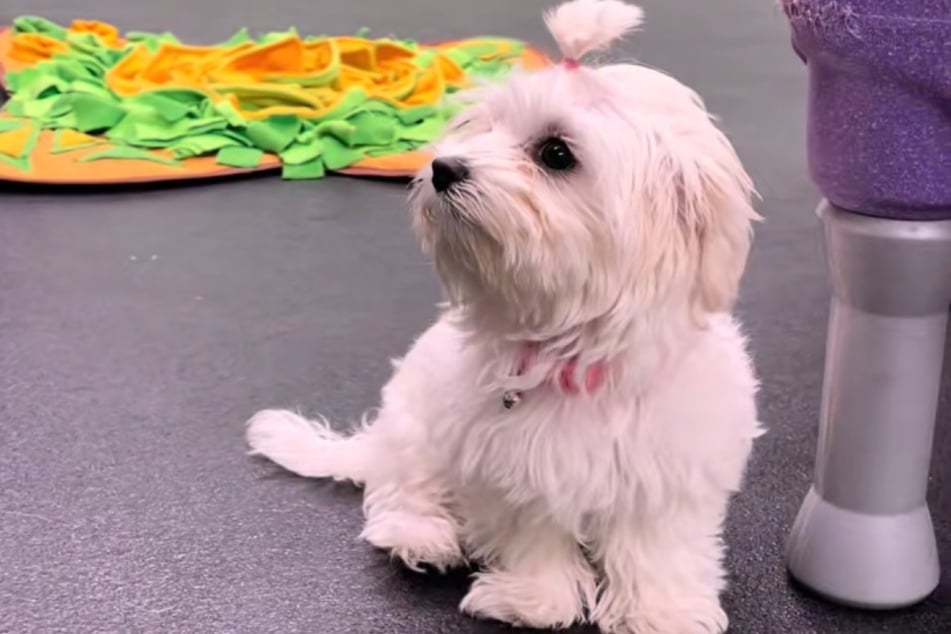 Rührend! Poppy saß in der ersten Woche ganz alleine in der Hunde-Tagesstätte.
