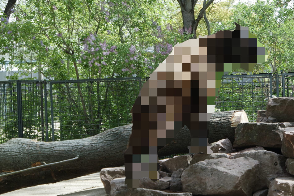 Dieses gefährdete Tier wird demnächst im Magdeburger Zoo gezüchtet