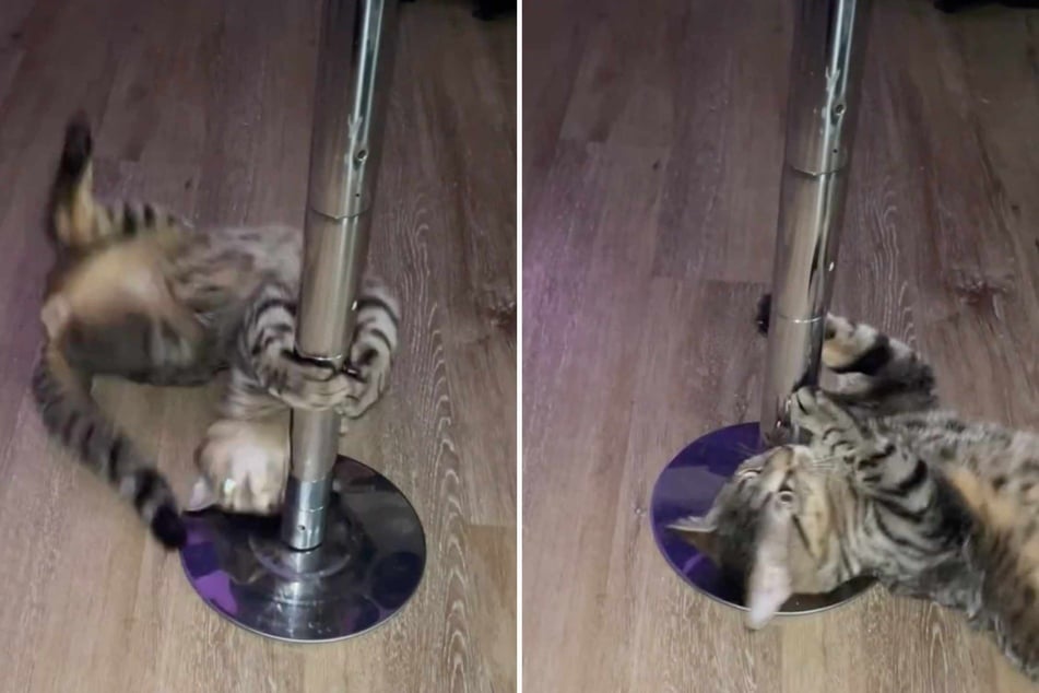 Cat's impressive pole-dancing skills have TikTok users in stitches!