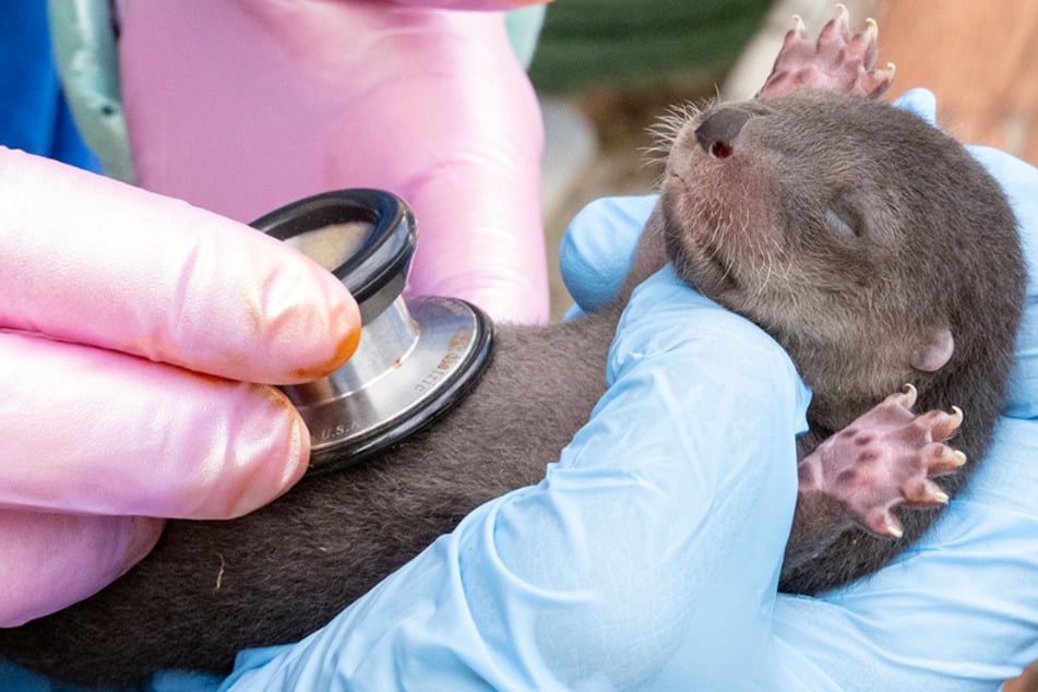 Zoo Miami welcomes three adorable baby otters into the world!