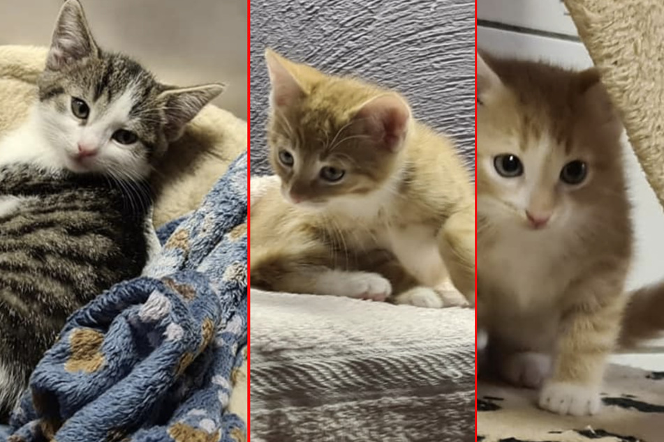 Die drei Kitten sind zutraulich und wollen gerne mit Artgenossen zusammenwohnen.
