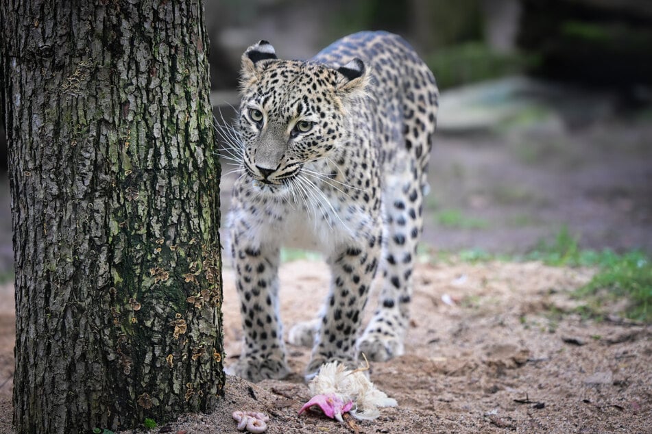 Leoparden-Dame Mitra kam vor rund einem Jahr aus Schweden nach Köln.