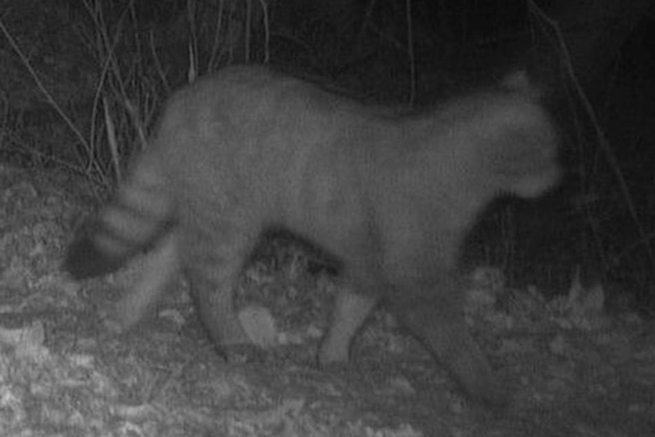 Die Tierart galt im nördlichsten Bundesland seit dem Mittelalter als ausgestorben. Das Landesamt für Umwelt sprach von einem "sensationellen Nachweis".