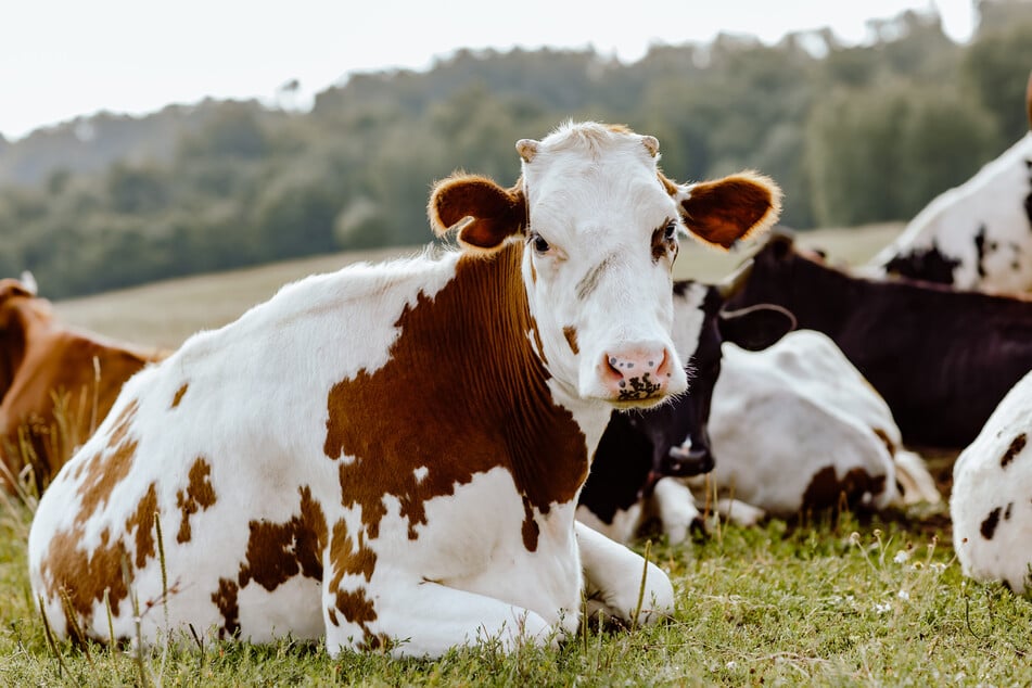 Die offensichtlich gestohlene Mutterkuh ist von der Rasse Fleckvieh. (Symbolbild)