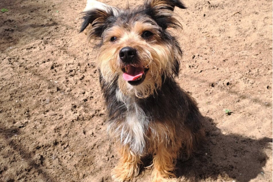 Der Terrier-Mischling ist aufgeschlossen und lernfähig.