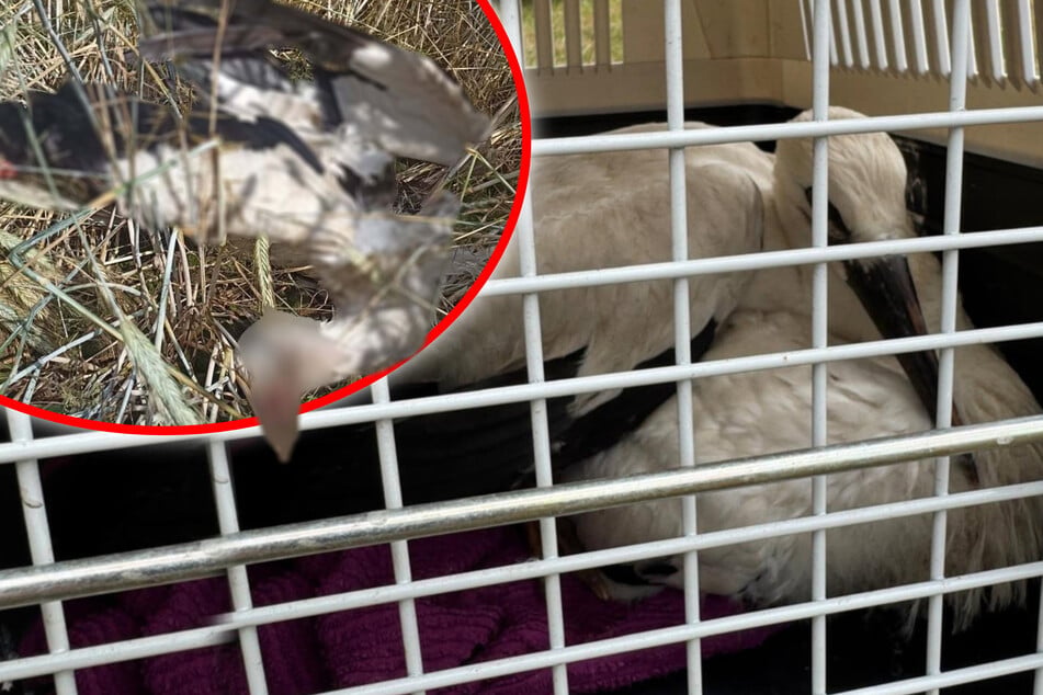 Storch stirbt an Windrad in Sachsen: Das sagen Experten dazu