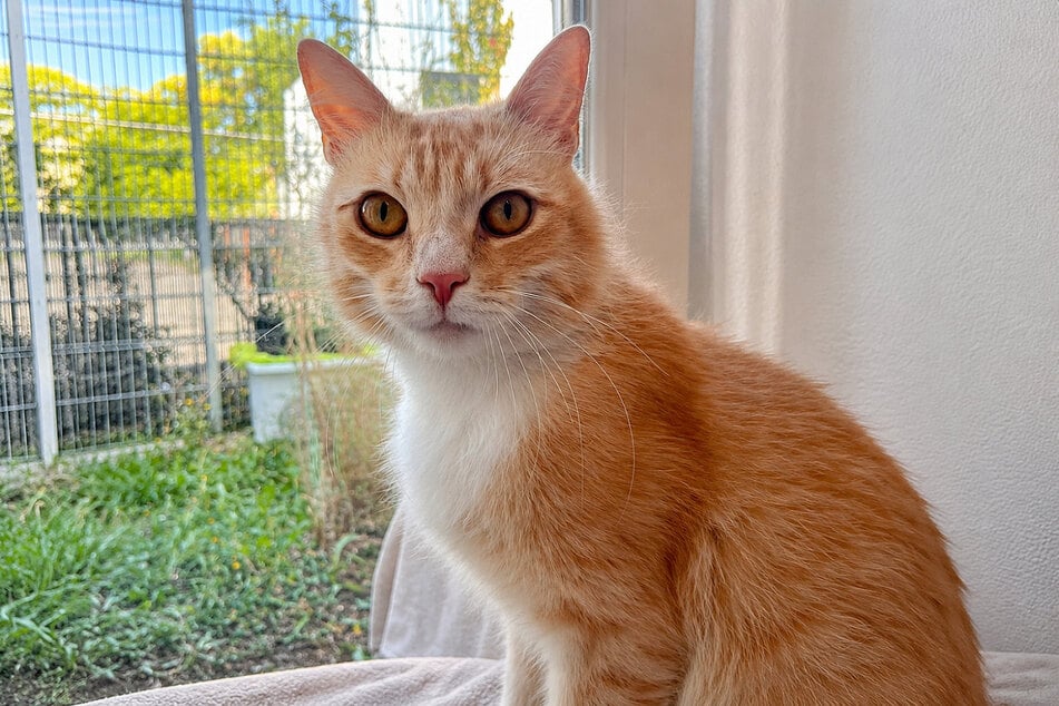 Kater Louis sehnt sich nach einem echten Zuhause.