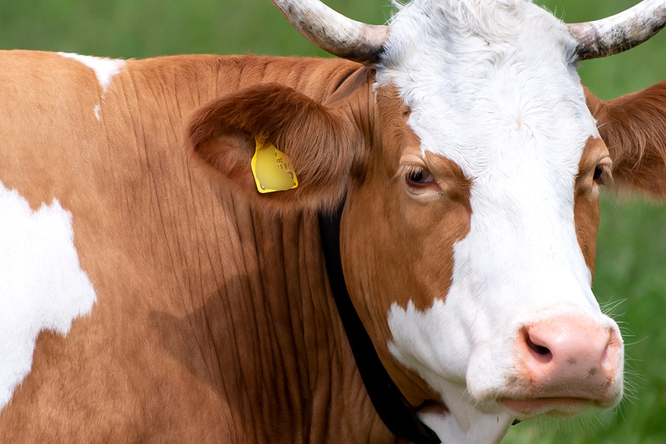 Ausgebüxte Kuh sorgt für Bahnchaos in Oberbayern