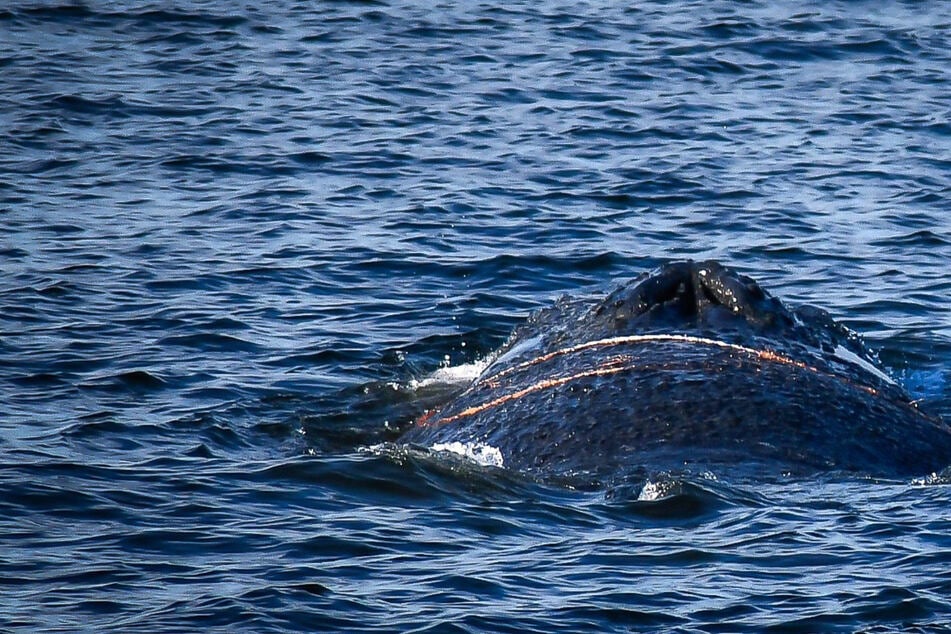 Wal an Timmendorfer Strand gestrandet – Rettungskräfte vor Ort