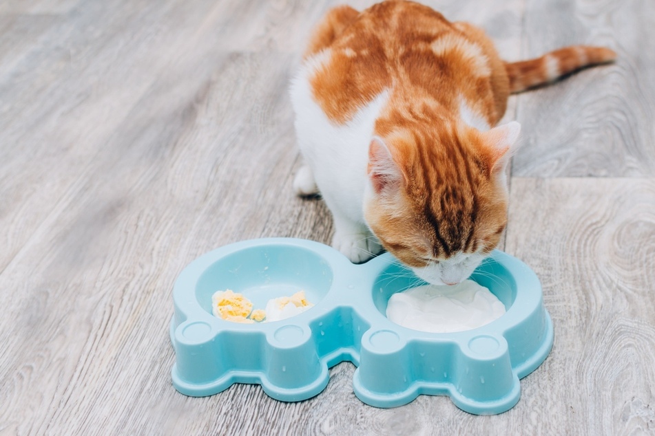 Natural yogurt is OK for your cat because it's lactose-free.