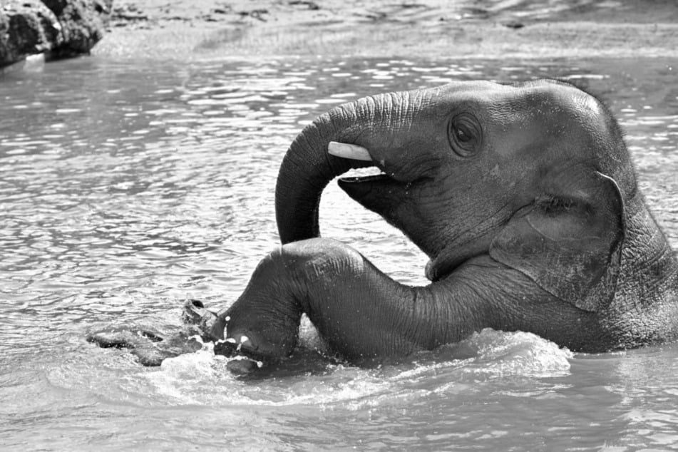 München: Trauer in Hellabrunn: Kleiner Elefant Otto (†4) stirbt an Herpes