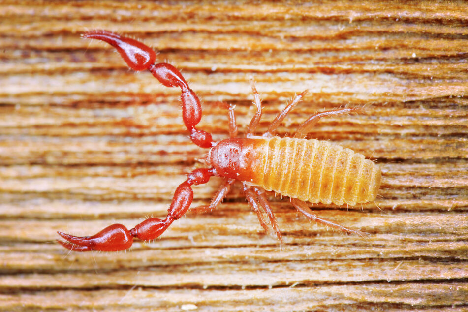Der Pseudoskorpion ist nur winzige 2,5 Milimeter groß. Unter der Lupe sieht er spektakulär aus. Einen Giftstachel hat das Tier nicht.