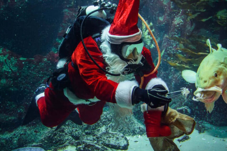 Dieser Nikolaus hat unter Wasser eine ganz besondere Mission