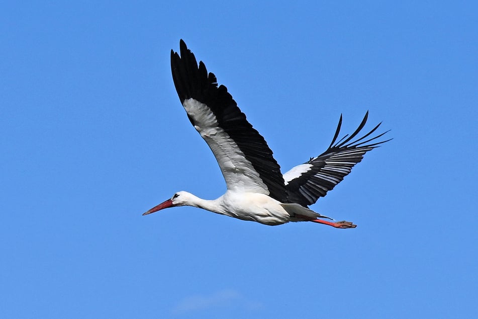 Die Tiere fliegen weiter Richtung Süden.